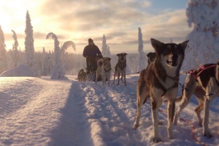 a dog that is standing in the snow